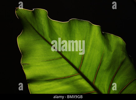 Grüne Pflanze Blatt mit starken Struktur auf einem schwarzen Hintergrund Stockfoto