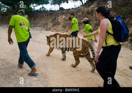 Mitarbeiter arbeiten bei den Buddhisten Tempel Tiger Tempel zu schießen und ein Tourist sind ein Erwachsener Tiger vom Tiger Canyon Begleitung Stockfoto
