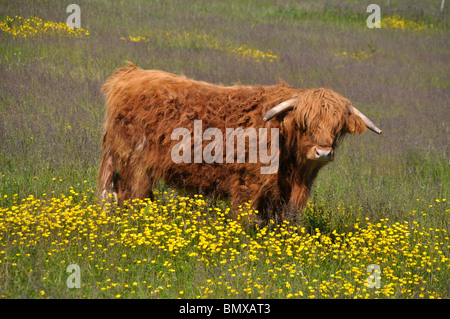 eine Highland-Kuh stehend in einem Patch von Butterblumen in einem Feld starrt auf den Betrachter. Stockfoto