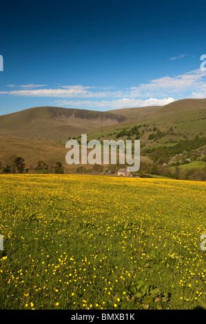 Traditionelle Mähwiese in frühen Beschwörer in Butterblumen, bedeckt mit Howgill Berge im Hintergrund. Stockfoto