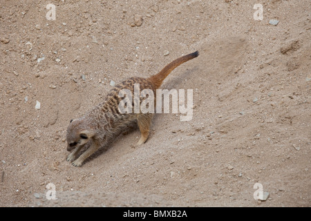 Erdmännchen oder Suricate Suricata Suricatta Graben Wildlife Park Combe Martin Devon UK Stockfoto