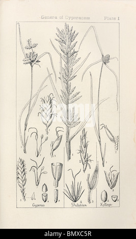 Botanischen Drucken aus Handbuch der Botanik der nördlichen USA, Asa Gray, 1889. Platte I, Gattungen von Cyperacea Stockfoto