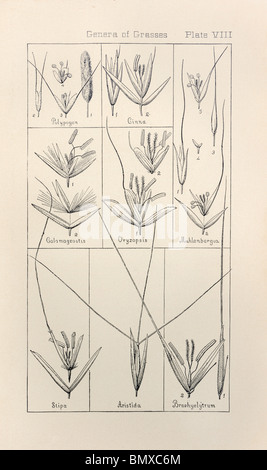 Botanischen Drucken aus Handbuch der Botanik der nördlichen USA, Asa Gray, 1889. Platte VIII, Gattungen der Gräser. Stockfoto