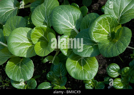 Tatsoi asiatische Grüns auch genannt Spinat Senf, Löffel Senf oder Rosette Bok Choy wissenschaftlicher Name: Brassica Rapa Rosularis Stockfoto