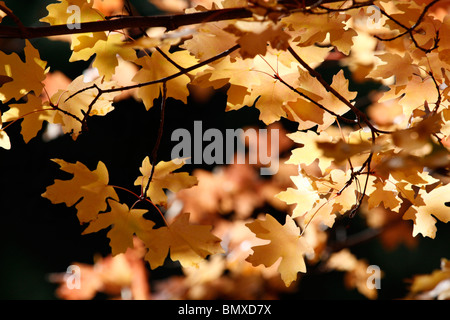 Blätter im Herbst Stockfoto