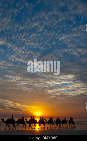 Kultige Kamele bei Sonnenuntergang am Cable beach Broome Australien. Stockfoto