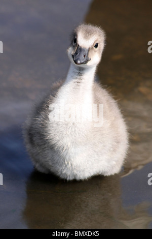 Hawaiianische Gans oder Nēnē Gosling Branta Sandvicensis genommen bei Martin bloße WWT, Lancashire UK Stockfoto