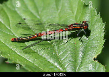 Große rote Damselfly Pyrrhosoma Nymphula Perched auf einem Blatt-besessenen Ynys Hir RSPB Reserve, Wales Stockfoto