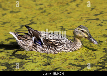 Weibliche Stockente Anas Platyrhynchos schwimmen durch Laichkräuter genommen bei Martin bloße WWT, Lancashire UK Stockfoto