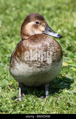 Weibliche gemeinsame Tafelenten Aythya 40-jähriger stehend auf Grass bei Martin bloße WWT, Lancashire UK Stockfoto