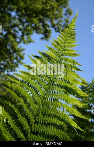 Bracken Wedel Hintergrundbeleuchtung mit Sonnenschein am Ynys Hir RSPB Reserve, Wales Stockfoto