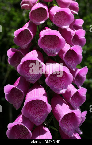 Gemeinsamen Fingerhut Digitalis Purpurea Trompete Blüten genommen bei Ynys Hir RSPB Reserve, WalesTaken Ynys Hir RSPB Reserve, Wales Stockfoto