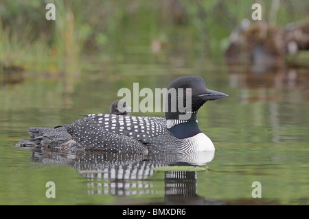 Erwachsenen Common Loon mit Küken reitet auf dem Rücken Stockfoto