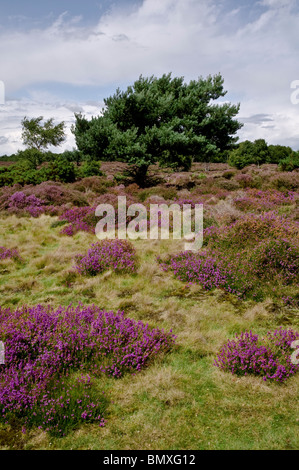 Heidekraut und Kiefer auf Westleton Heide, Suffolk, England, UK Stockfoto