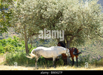 Pferde unter einem Baum, Andalusien, Spanien Stockfoto
