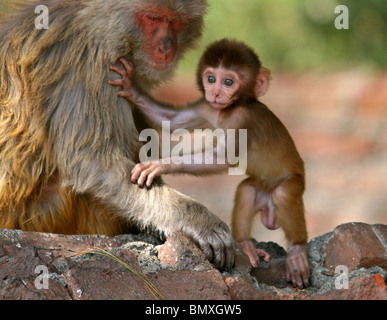 Ein Baby Rhesus-Makaken lernt zu gehen, während die Mutter ihm hilft. Bild von Ranikhet, Indien. Stockfoto