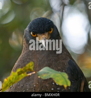 Crested Serpent Adler hautnah Schuss. Foto von Bandhavgarh National Park, Indien Stockfoto