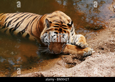 Eine junge männliche Tiger schlafen in einem Wasserloch in Kanha National Park, Indien Stockfoto