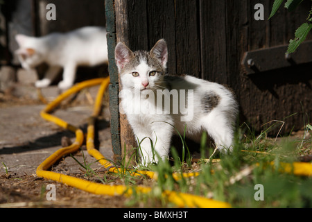 Hauskatze, Hauskatze, Europäisch Kurzhaar (Felis Silvestris F. Catus), zwei Kätzchen, die Inspektion des Eingangsbereich eines stabilen Stockfoto