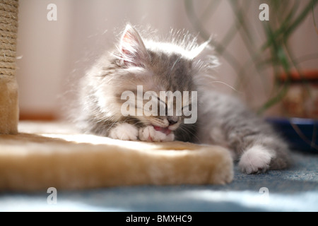 British Longhair, Highlander, Flachländer (Felis Silvestris F. Catus), Kätzchen auf dem Grund eines verkratzenden Baumes leckt es liegen Stockfoto