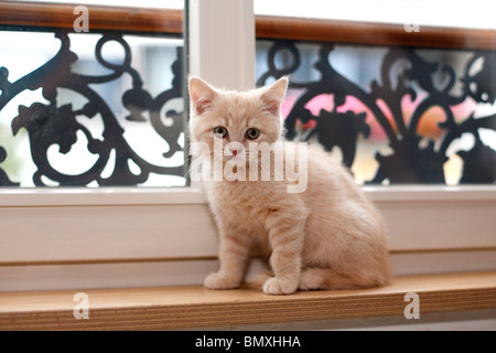 Britisch Kurzhaar (Felis Silvestris F. Catus), sitzt auf einem Fensterbrett Stockfoto