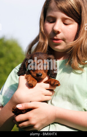 Langhaar Dackel Langhaar Dackel, Haushund (Canis Lupus F. Familiaris), in Händen hält, ein junges Mädchen Stockfoto