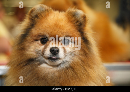 Pommern (Canis Lupus F. Familiaris), Jungtier Stockfoto