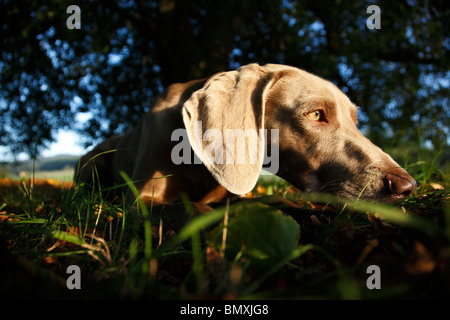 Weimaraner (Canis Lupus F. Familiaris), liegen in der Wiese unter einem Baum Stockfoto