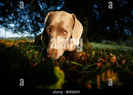 Weimaraner (Canis Lupus F. Familiaris), liegen in der Wiese unter einem Baum Stockfoto