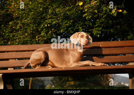 Weimaraner (Canis Lupus F. Familiaris), liegend auf einer Holzbank Stockfoto