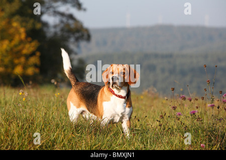 Beagle (Canis Lupus F. Familiaris), zu Fuß auf einer Wiese Stockfoto