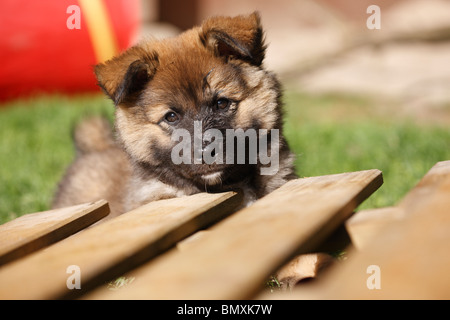 Islandhund (Canis Lupus F. Familiaris), Welpe, liegend auf der Wiese am Rande einer Promenade Stockfoto