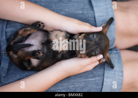 Rauhaar Dackel, Rauhhaar Dackel, Haushund (Canis Lupus F. Familiaris), 6 Wochen alt Rauhhaar Miniatur sau Stockfoto