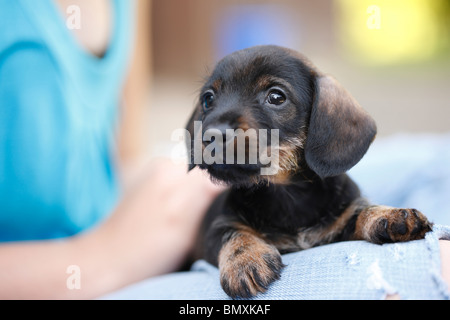 Langhaar Dackel Langhaar Dackel, Haushund (Canis Lupus F. Familiaris), 6 Wochen alt Rauhhaar Miniatur Sau Stockfoto