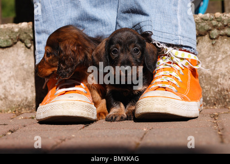 Langhaar Dackel Langhaar Dackel, Haushund (Canis Lupus F. Familiaris), zwei 6 Wochen alte Mini Dackel Stockfoto