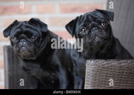 Mops (Canis Lupus F. Familiaris), zwei Tiere in einem Korbstuhl auf der Terrasse sitzen Stockfoto