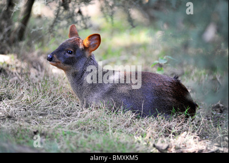 Pudu Twycross Zoo. Die Welten kleinste Art der Rehe Stockfoto