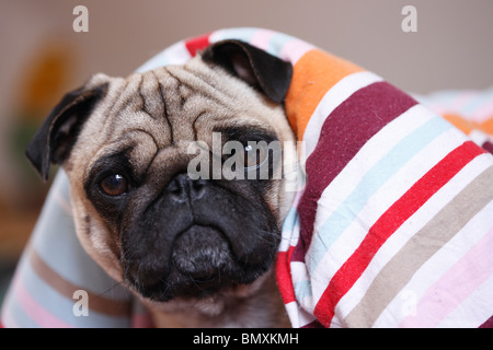 Mops (Canis Lupus F. Familiaris), liegend auf einem Bett mit Blick unter dem Bogen Stockfoto