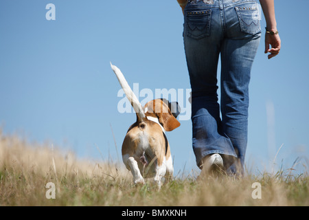 Beagle (Canis Lupus F. Familiaris), zu Fuß durch eine Wiese neben einer Frau Stockfoto