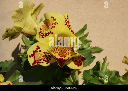 Mimulus Stockfoto