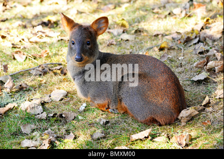 Pudu Twycross Zoo. Die Welten kleinste Art der Rehe Stockfoto