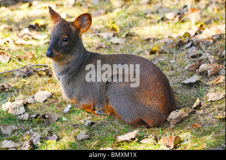 Pudu Twycross Zoo. Die Welten kleinste Art der Rehe Stockfoto