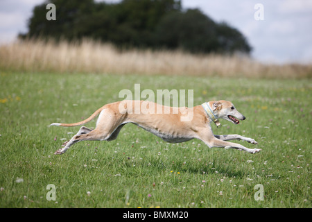 Windhund läuft durch eine Wiese Stockfoto