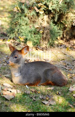 Pudu Twycross Zoo. Die Welten kleinste Art der Rehe Stockfoto