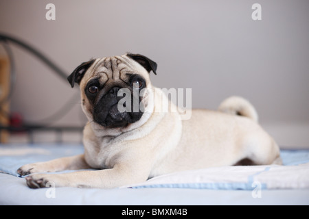 Mops (Canis Lupus F. Familiaris), Welpe, liegend an den Rand des Bettes Stockfoto