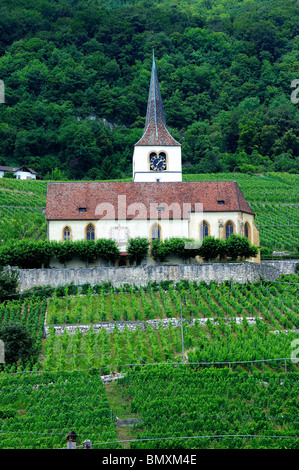 Die Kirche in Ligerz, Schweiz, an den Ufern auf den Lac de Bienne (Bielersee), inmitten der Weinberge Stockfoto