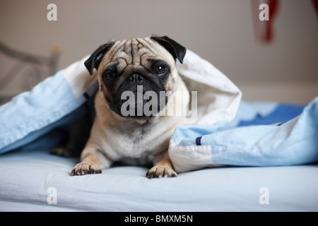 Mops (Canis Lupus F. Familiaris), Welpe, liegen am Rand des Bettes unter dem Bogen mit Blick Stockfoto