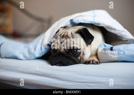 Mops (Canis Lupus F. Familiaris), Welpe, liegen am Rand des Bettes unter dem Bogen mit Blick Stockfoto