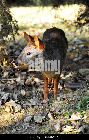 Pudu Twycross Zoo. Die Welten kleinste Art der Rehe Stockfoto