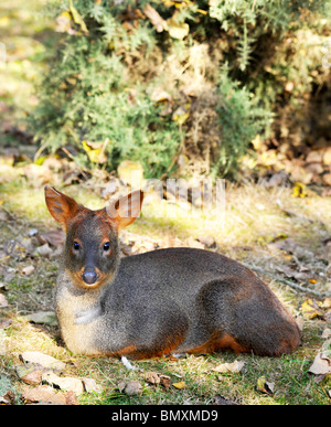 Pudu Twycross Zoo. Die Welten kleinste Art der Rehe Stockfoto